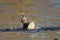 Female Mallard Duck Splashing in the Water