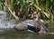 Female mallard duck splashing with water droplets