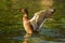 A female mallard duck spreading its wings at river