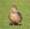 A female mallard duck standing on grass lifting one leg