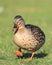 A female mallard duck standing on grass lifting one leg