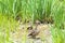 Female mallard duck standing in wetland grasses