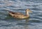 Female Mallard duck swimming in Greenlake Park, Seattle, Washington