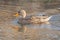 Female Mallard Duck swimming on Hickory Creek
