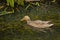 Female mallard duck swimming in the lake