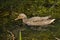 Female mallard duck swimming in the lake