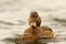 Female mallard duck swimming towards the camera