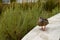 Female mallard duck waddling on a wall quaking loudly