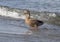 Female Mallard duck walking ashore in Greenlake Park, Seattle, Washington