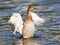 Female Mallard Duck washing her feathers