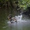 Female mallard duck washing in water