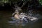 Female mallard duck washing in water