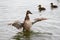 Female Mallard with ducklings