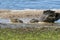 Female Mallard and Ducklings