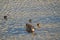 Female Mallard with ducklings paddling on a river. Upper view.