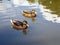 Female mallard ducks Anas platyrhynchus