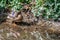 Female mallard ducks with ducklings huddled together on the riverbank hidden amongst the vegetation