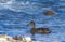 A Female Mallard Ducks Swimming in the Roanoke River