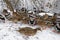 Female mallard during feeding with her companions during winter time on the river bank