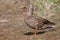 Female Mallard in the Grass sunning itself