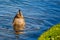 Female mallard with head in water and bottom sticking up