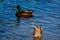 Female mallard with head in water and bottom sticking up