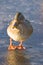 Female mallard on the ice