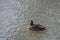 Female mallard on a lake