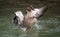 Female Mallard landing in a river