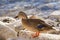 Female mallard, mottled wild duck, with brown speckled plumage a