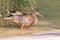 Female mallard, mottled wild duck, with brown speckled plumage s