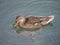 A Female Mallard Paddling in Murky Water