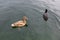 Female mallard with pale orange plumage, orange legs and feet sw