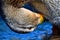 Female  mallard  portrait