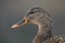 Female mallard portrait