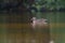 Female mallard resting in a marsh pond