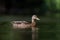 Female mallard resting in a marsh pond