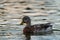 Female mallard resting in a marsh pond