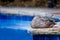 Female mallard resting by a residential swimming pool