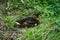 A female mallard sits on the banks of the Wuhle River in July. Berlin, Germany