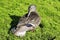 A female mallard sits on juniper and cleans her feathers