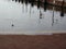 A female mallard swimming along the shore of the Inner Harbor of Baltimore, Maryland