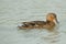 Female Mallard swimming on lake, bird, nature, anima