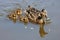 Female Mallard with three ducklings on water