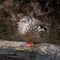 A female mallard tucks its head inside its wing and takes a nap