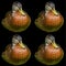 Female mallard or wild duck (Anas platyrhynchos)