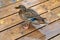 Female mallard or wild duck with blue feathers called a speculum on her wings. It walks on wooden gangway