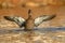 Female Mallard Wing Flap on Gold Water