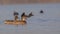 Female Mallards Swimming