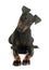 Female manchester terrier